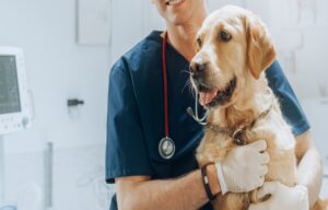 veterinarian in Guelph